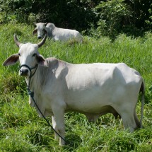 Indian cow at the Amazonas basin